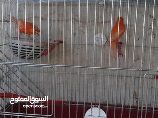  5 3جواز كنارات للبيع جواهز
