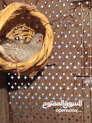  13 حمام ماسي أو ملوكي + كريم أبيض