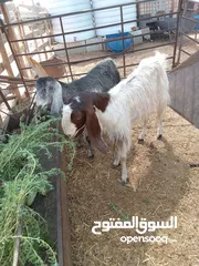  1 معزا شعاري هجون اول ولده نضاف