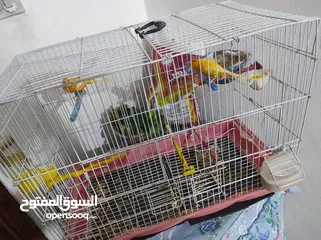  7 جوز جزري غامق تحتو 3فراخ