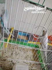  4 جوز طيور حب