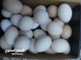  3 بيض دجاج عرب ملقح