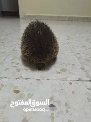  1 قنفد بري للبيع