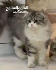  5 ابو فادي/مندوب خدمه توصيل القطط للعيادات البيطرية