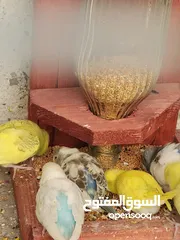  5 محميه مراوس ببغاء كاسكو