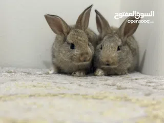  2 For sale all kinds of rabbits Holland loop , natherland mini , flamish gaint flander etc