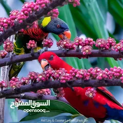  4 ببغاء شوف الوصف