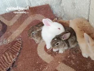  9 ارانب عمر شهر ونص تربيه منزل تب نظافه وبصحه جيده جدا.                                              .