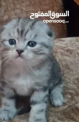  1 سكوتش فولد مميز