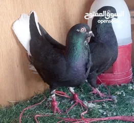  23 حمام للبيع