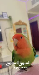  1 Tamed lovebird for adoption