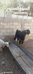  1 ثني حولي مقنوي من كل جهه ثلاث حبات
