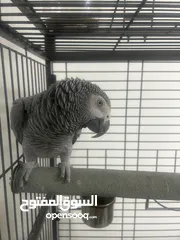  4 ببغاء كاسكو