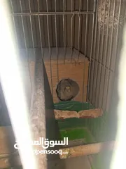  6 جوز طيور كوكتيل شغالات ومنتجات بأذن الله تعالى