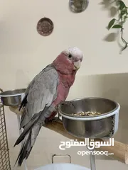  1 Cockatoo parrot  for sale