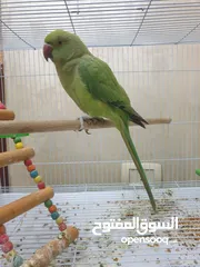  12 طيره دره جاهزه شبه أليفه