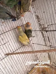  7 طور روز  ألوان بتجنن الله يبارك لصاحب النصيب. روز البينو عين حمرا. البينو بيور من انناحي