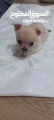  12 Chihuahuas