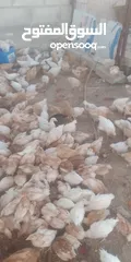  3 فراخ لوهمان براون العدد 300للبيع
