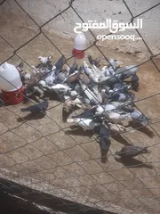  1 حمام للبيع انواع 30 جوز