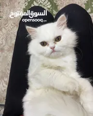  1 قطه شيرازي للبيع عمر 3 اشهر