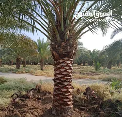  5 ابو حسين الاهوازي لصيانه جميع انواع النخيل و النباتات و الاشجار