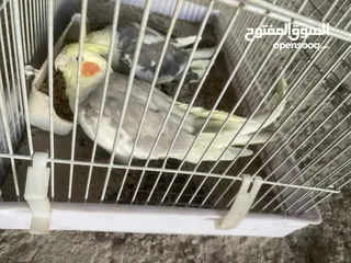  3 جوز كوكتيل بايد للبيع مستعجل