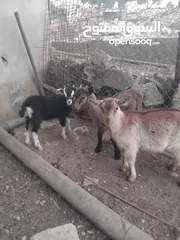  4 ماعز البينو للبيع