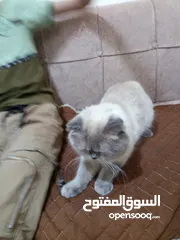  5 قط سيامي سكوتش فولد متعود ع الليتر بوكس معه بيت