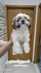 3 Adorable 6-Month-Old Female Shih Tzu Puppy  