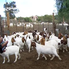  6 حليب غنم وبقر طبيعي 100%يصلكم من مزارعنا
