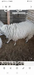  4 خروف للبيع
