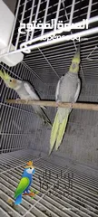  2 لدينا طيور الروز  الكوكتيل الموقع صنعاء
