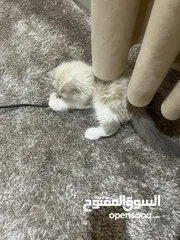  2 قط جميل ذا لون ابيض على بيج للبيع وبسعر مناسب جدا جدا. ودود أليف كثير الحركة يحب اللعب.