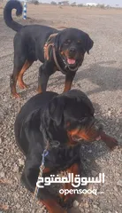  11 Pure Rottweiler Male & Female  روت وايلر مستوى عالي ذكر وانثى