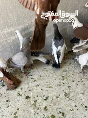  5 طيور حمام للبيع كوم لا يوجد قطع 34 صحة ونضافة وطيران موجودات بالجبل الابيض الله يبارك لصاحب النصيب..