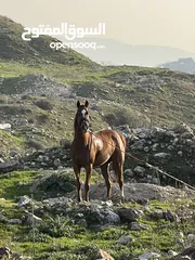  6 فرس انجليزيه فل مسجله في نادي السباق للخيول