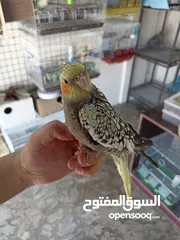  2 كوكتيل اليف جدا