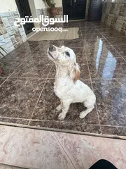  1 انجلش سيتر بسعر مغري