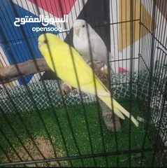  1 عصافير الحب(بادجي) جوز جاهز مع قفص كامل