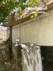  10 جوزين نوريات زرق مريوش فراخ+جوز نوري احمر