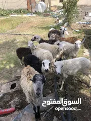  2 خرفان للبيع