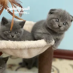  2 Scottish Fold Kitten