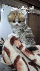  4 قطط باندا و فولد و سكوتش ستريت للبيع بسعر مرتب