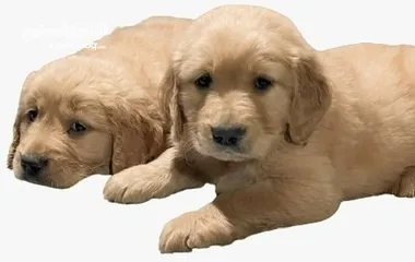  2 Golden retriever dog for sale male