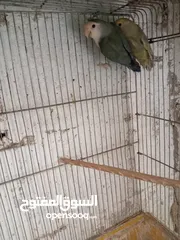  4 طور روز  ألوان بتجنن الله يبارك لصاحب النصيب. روز البينو عين حمرا. البينو بيور من انناحي