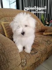  7 ذكر وانثى  فرنش تيرير عمر شهرين الأنثى والذكر سنتين puppy 2-months - French Terrier female & boy