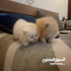  4 قطط شيرزاي مواصفات عالي