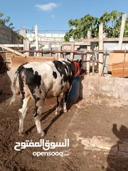  1 بكيره مسكره عشار 7 شهور نخب اول كفاله من كل شي  لواء الكوره كفرراكب