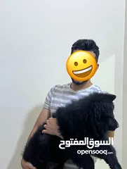  3 جراء جيرمن فول الفول دببه